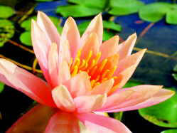 Orange Lotus